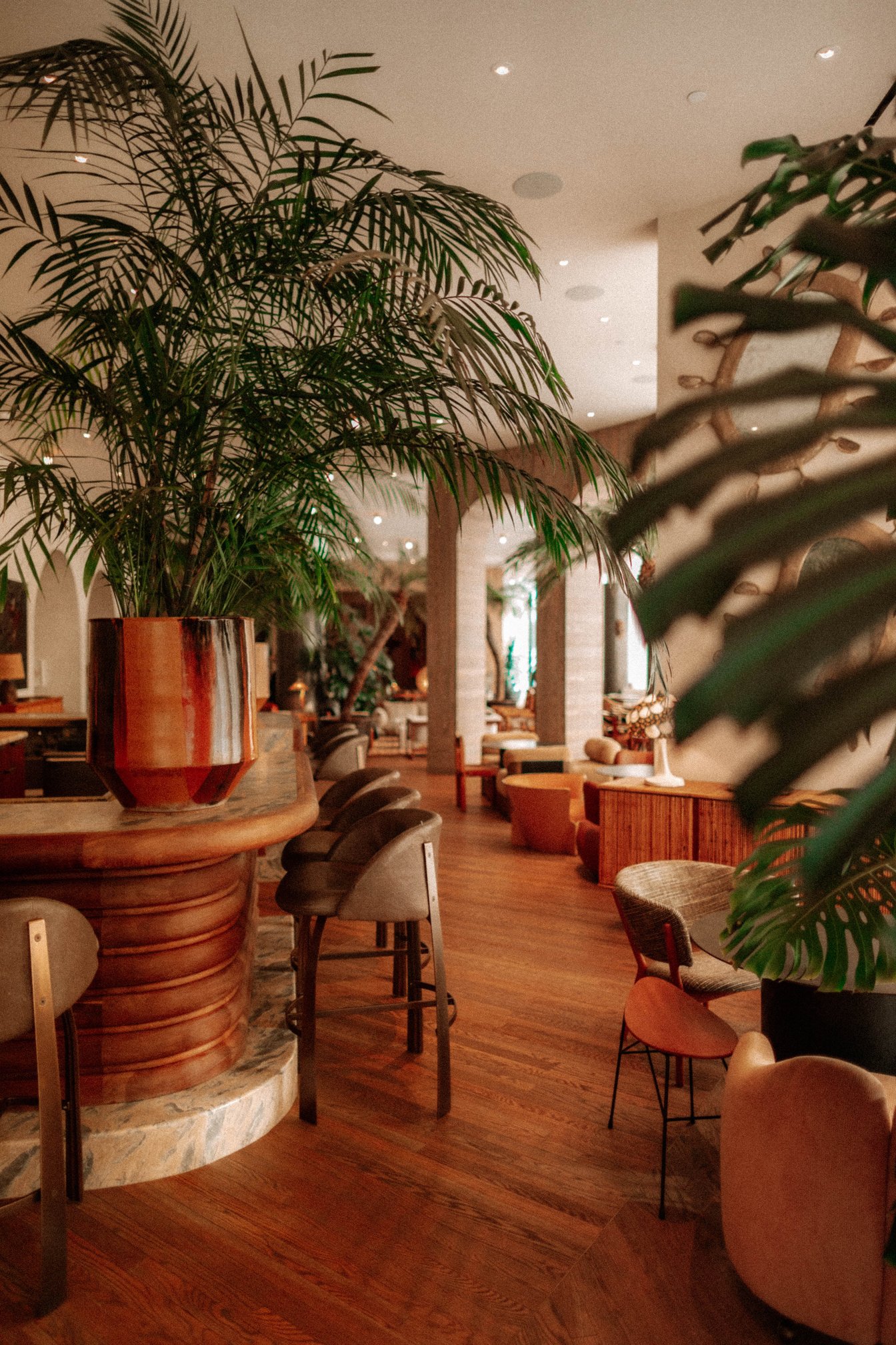 A Green Plants on Top of the Bar with Chairs