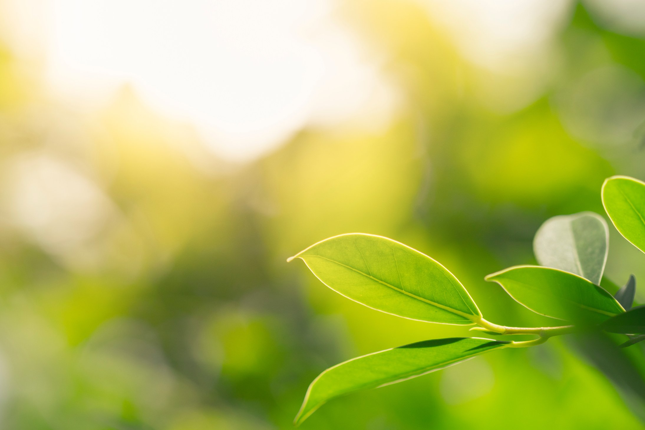 Fresh green nature with texture.